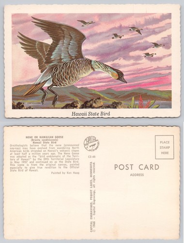 1968 nene hawaiian - nene, goose