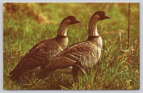 Vintage photochrome hawaii - vintage,
