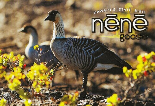 Postcard hawaii nene - postcard, geese