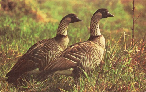 Vtg postcard hawaiian nene - vtg,