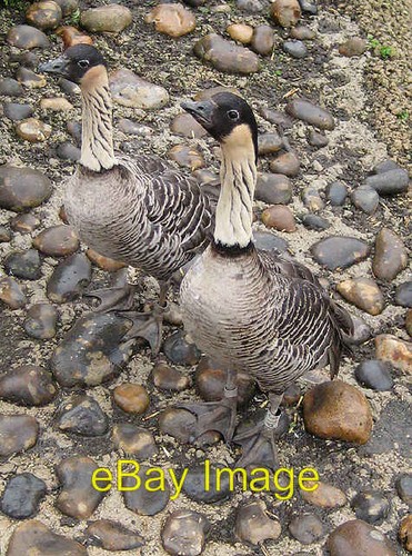 Photo 6x4 hawaiian geese - photo,