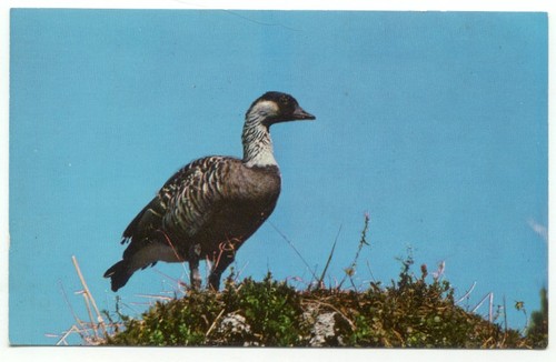 The nene hawaiian goose hawaii - nene,