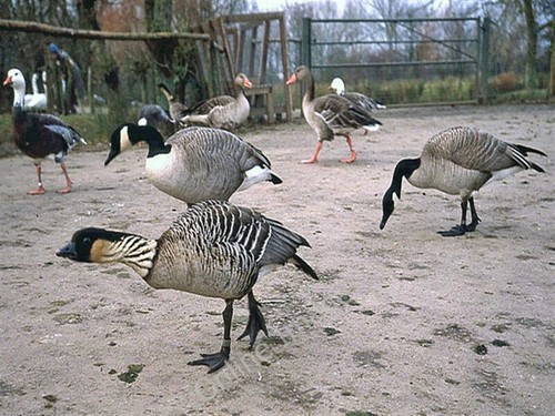 Photo 6x4 hawaiian goose - goose, or