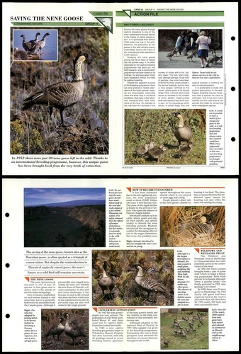 Saving the nene goose - the,