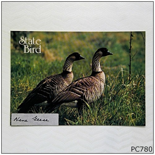 Nene hawaiian geese postcard - hawaiian,