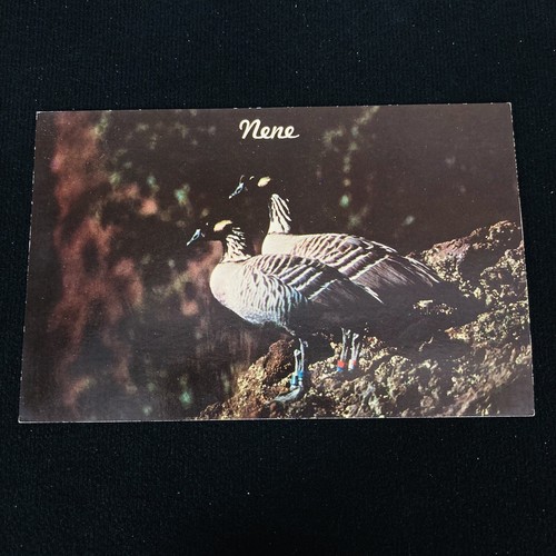 Vtg 1960 nene geese - 1960's, stat