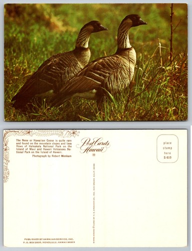 Standard nene hawaiian goose - hawaiian,