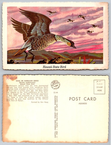 Hawaii state bird - state, nene