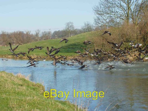 Photo 6x4 geese flying off - photo,