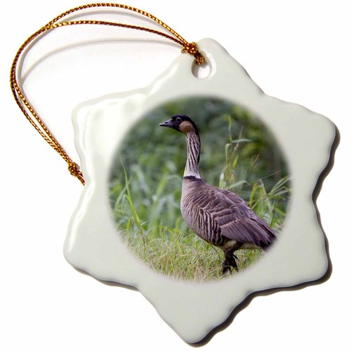 3drose nene hawaiian goose - nene,