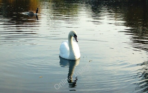 Photo 6x4 swan - photo, and