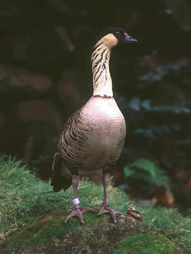Nene goose forest - goose, photo
