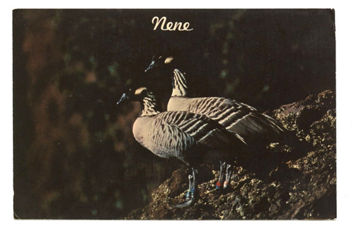 Nene geese state - state, bird