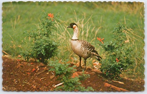 Vintage hawaiian goose nene - vintage,