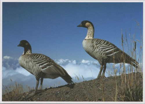Vintage 1992 hawaii nene - vintage, geese
