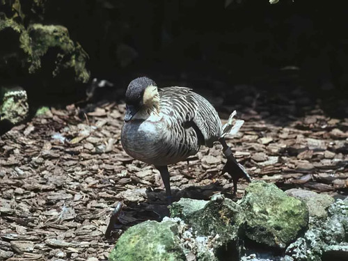 Nene goose forest photo - goose, a4
