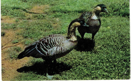 Hawaiian nene geese honolulu - hawaiian,