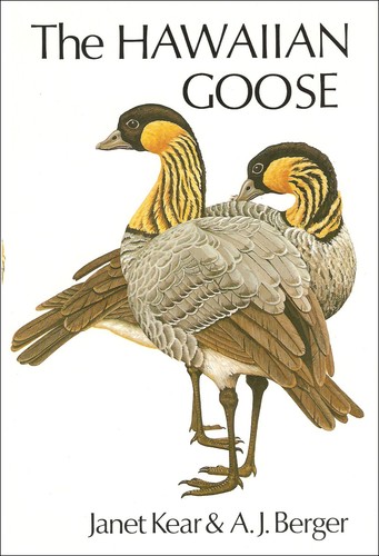 Kear buteo poyser bird - /,