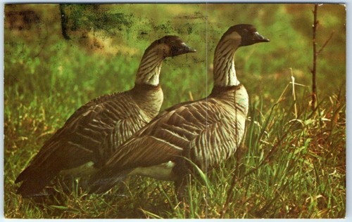 The nene hawaiian goose can - the, or