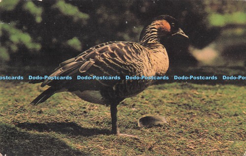 R726572 hawaiian goose nene - r726572, or