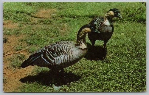 Vintage hawaiian nene - hawaiian, geese