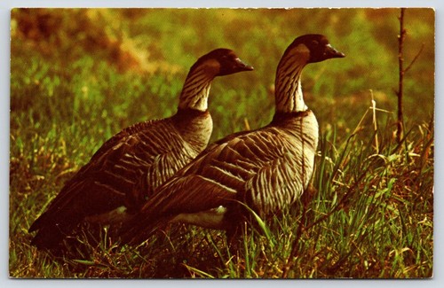 Hawaiian goose nene - goose, vintage