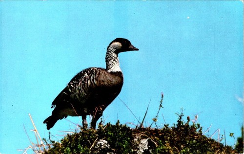 Birds nene hawaiian goose - birds,,