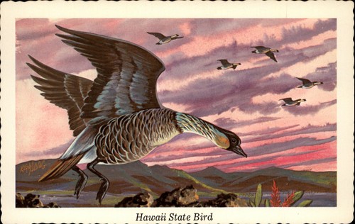 Hawaii state bird nene - state,