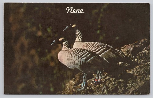 Vintage hawaii nene geese - vintage,