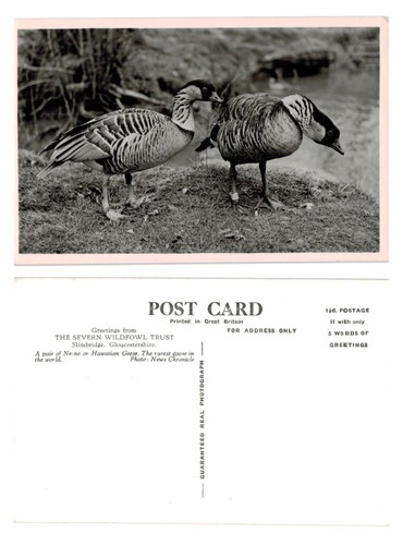 Vintage postcard hawaiian - vintage,