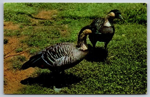 Postcard nene geese - postcard,