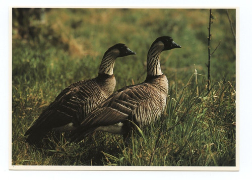 Nene geese hawaiian islands - geese,