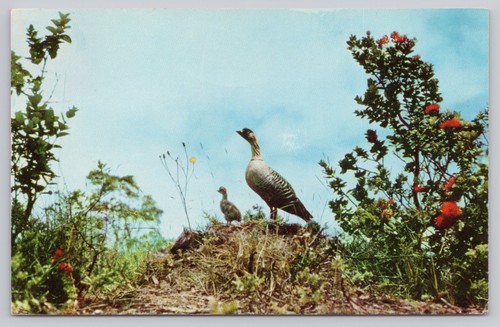 Vintage 1960 hilo hawaii - vintage,