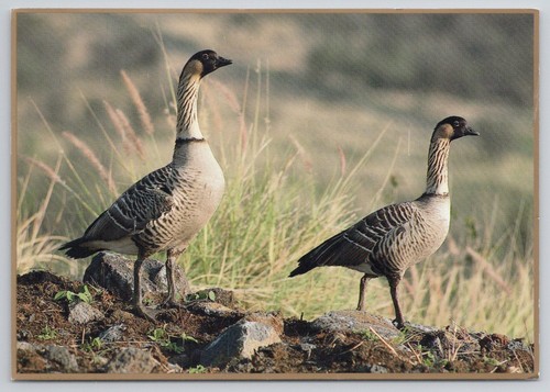 Nene hawaiian goose - goose,
