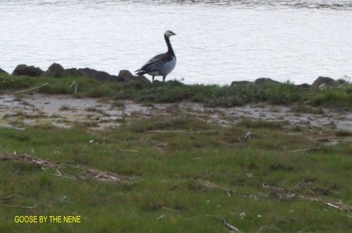 Photo 6x4 goose the river - 6x4,
