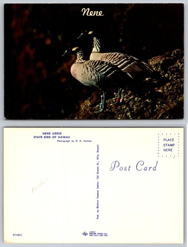 Nene geese state - geese, of